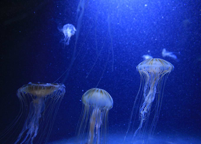Jellyfish Blue Colony