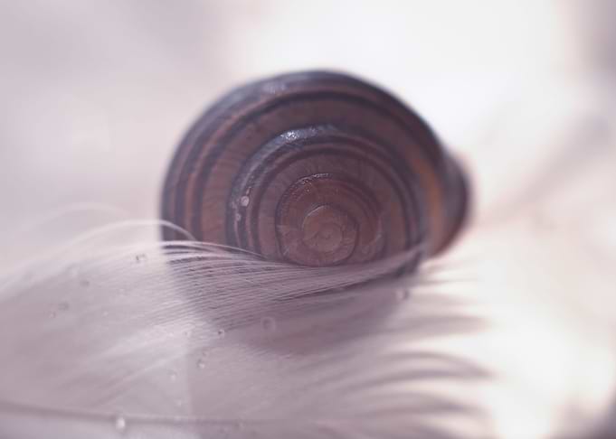 Snail shell on a feather