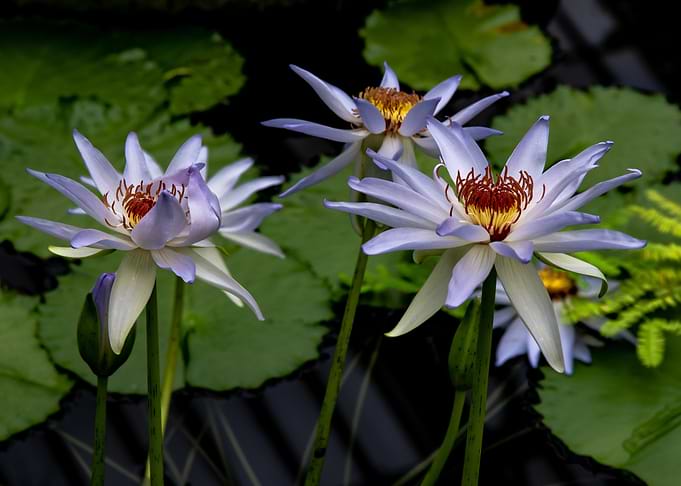 lotus