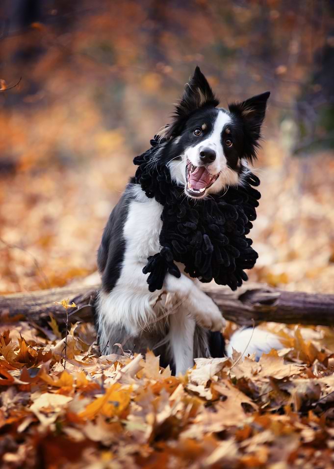 Dog, Border Collie, forest