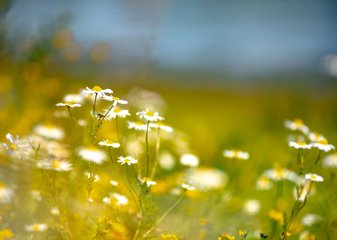 meadow