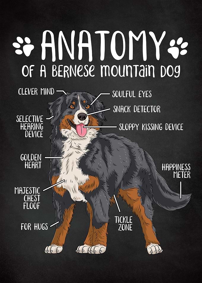 Bernese Mountain Dog