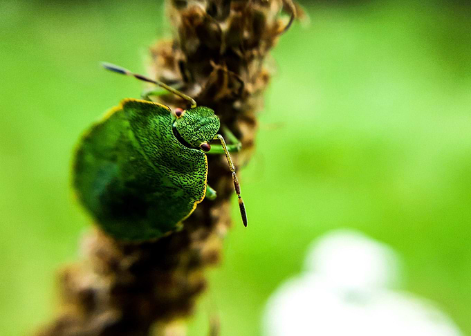 insect