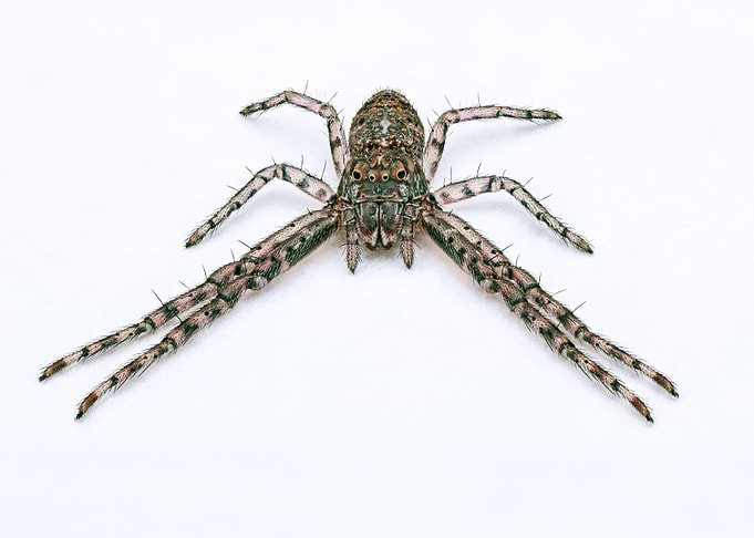 Crab Spider