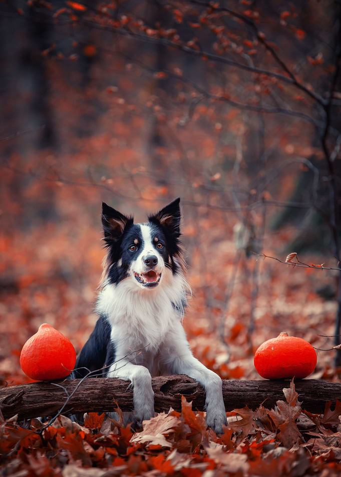 Dog, Border Collie, forest