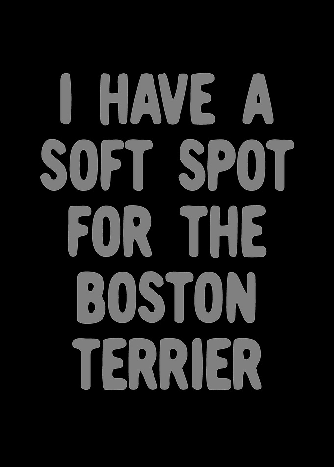Boston Terrier