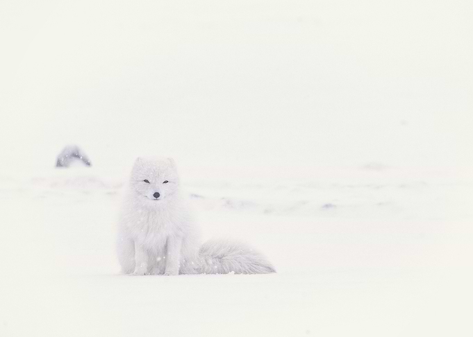 Arctic Blends