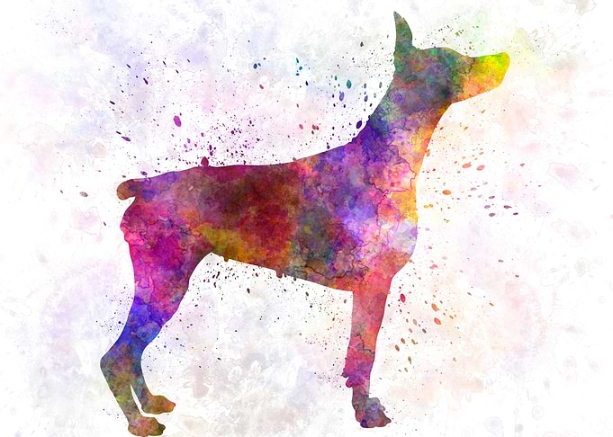 Doberman in watercolor