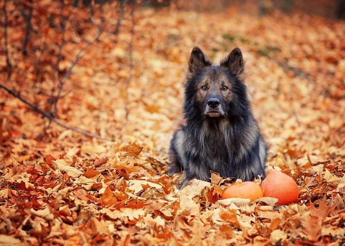 Dog, German Shepherd, pet