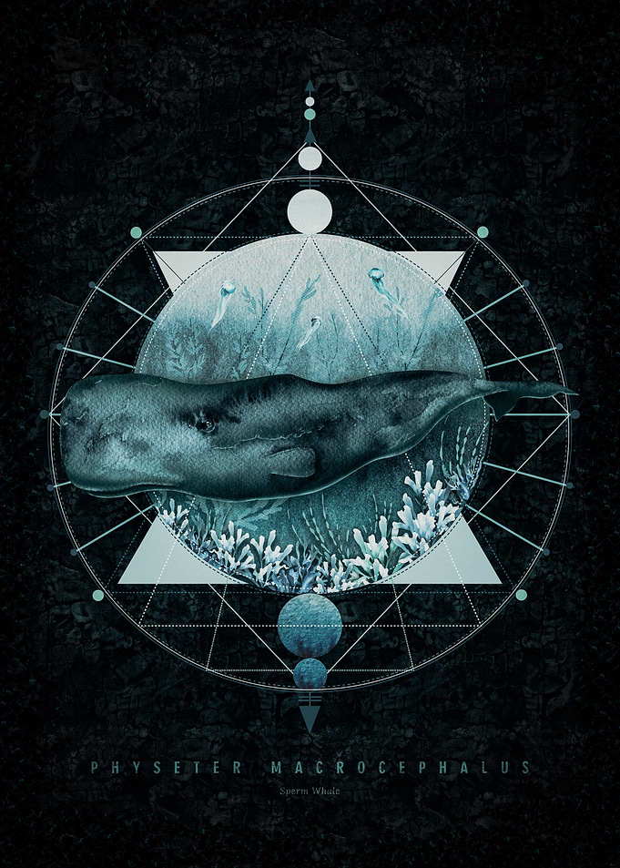 Sperm Whale and Geometry