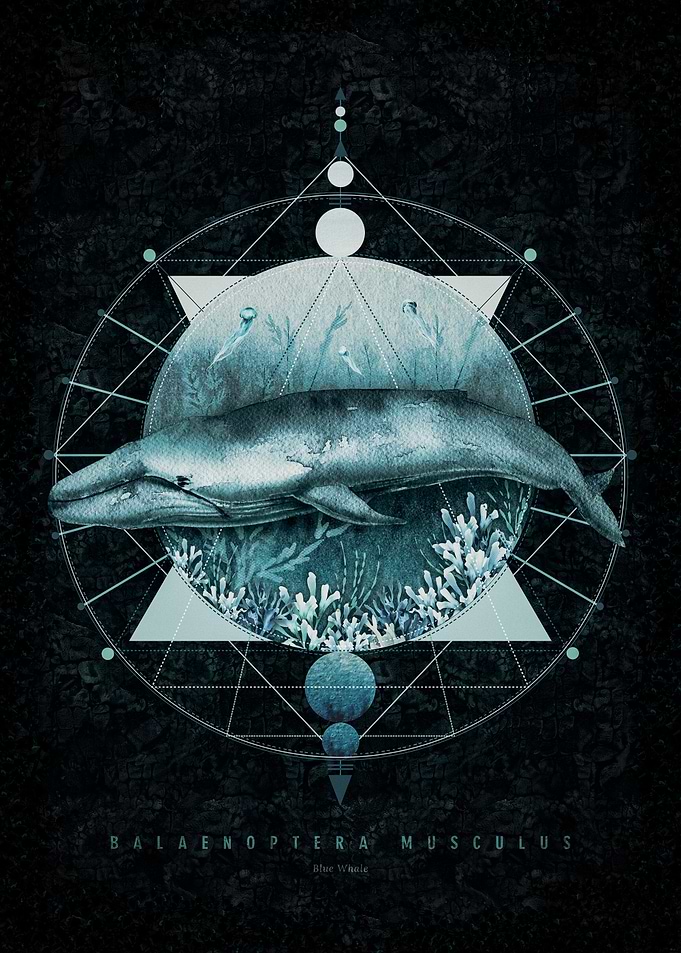 Blue Whale and Geometry