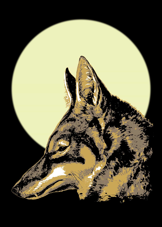 Abysinian Wolf