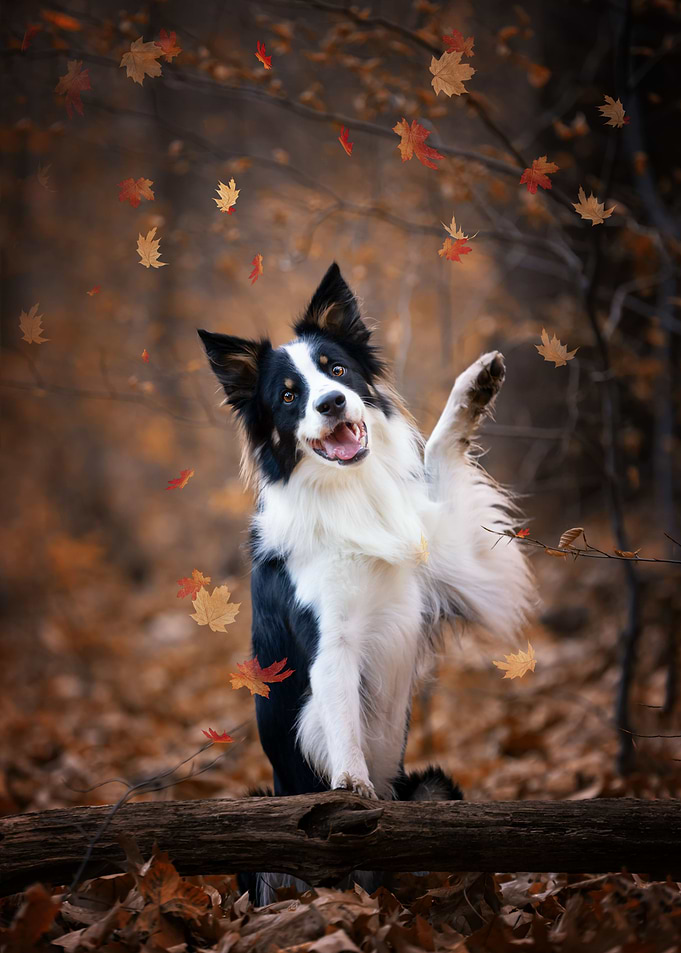 Dog, Border Collie, forest