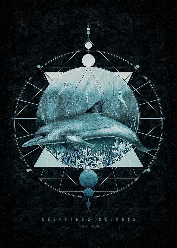 Dolphin and Geometry