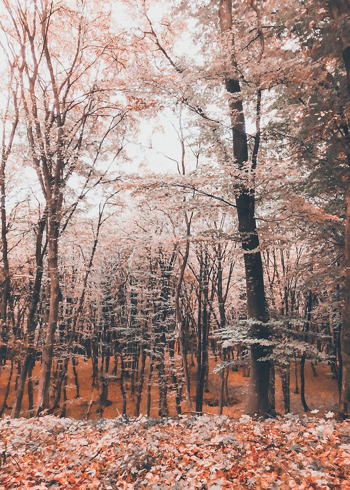 Pink amber woodland