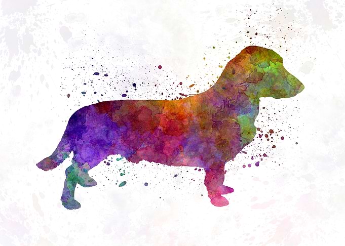 Drever in watercolor