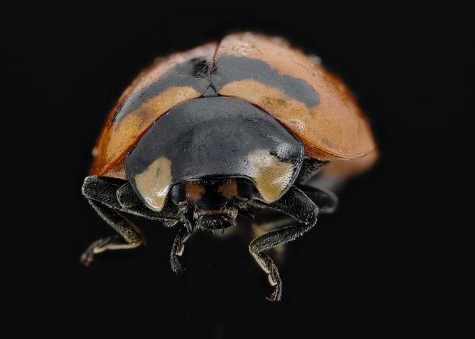 Lady bird profile