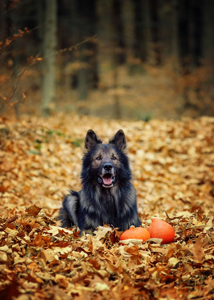 Dog, German Shepherd, pet