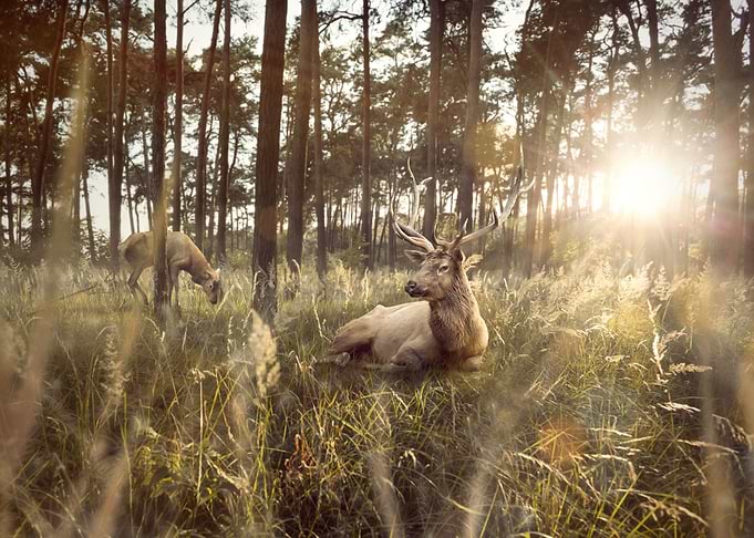Stag in a forest at sunset