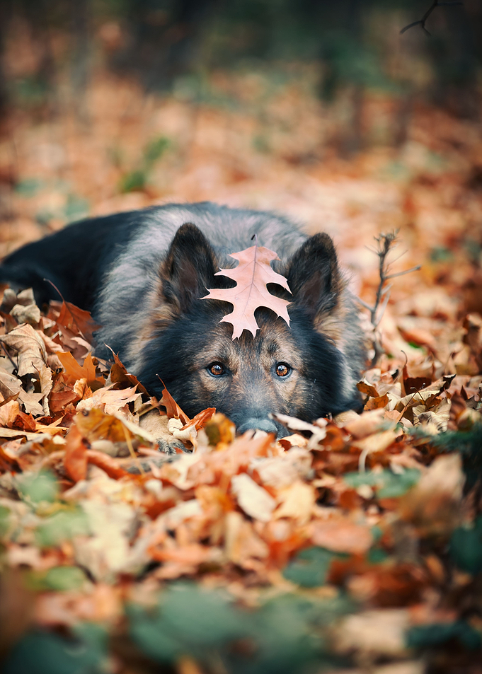 German Shepherd dog, pet