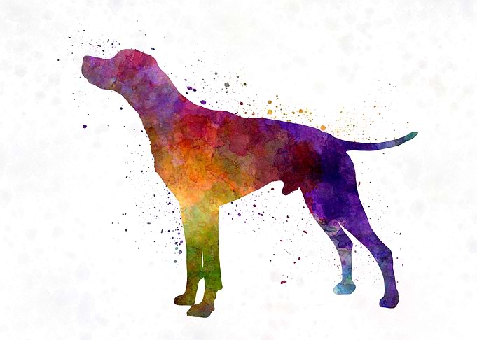 English Pointer dog