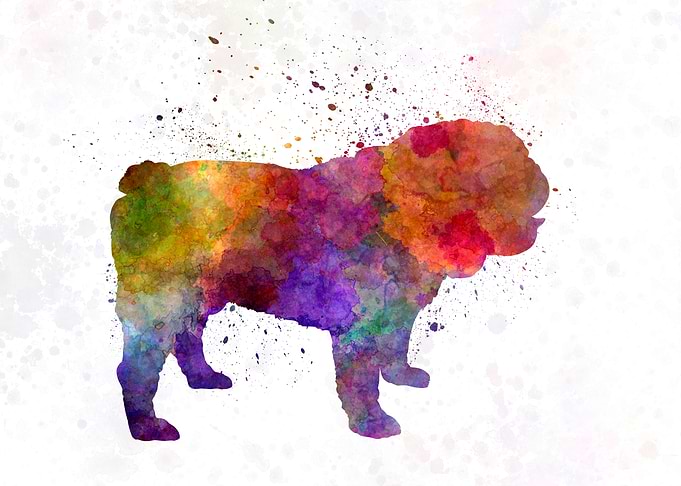 English Bulldog