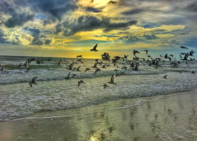 Birds at the Sea Beach