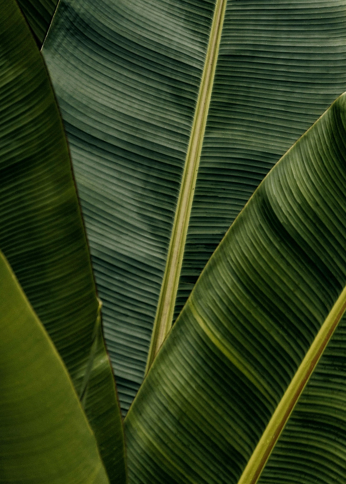 Leaves