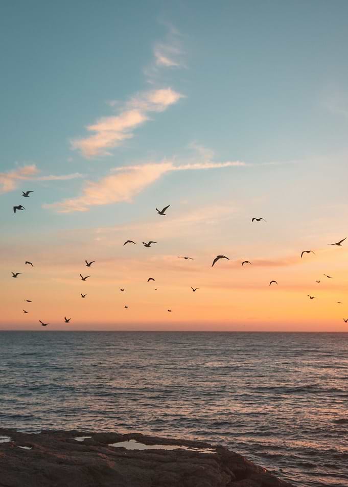 Birds at the Sea Beach