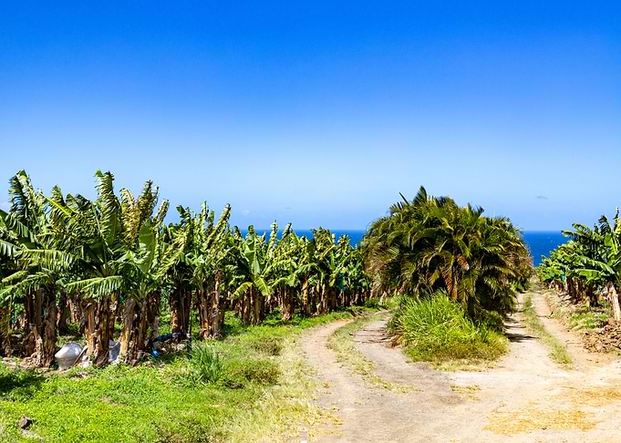 Banana field