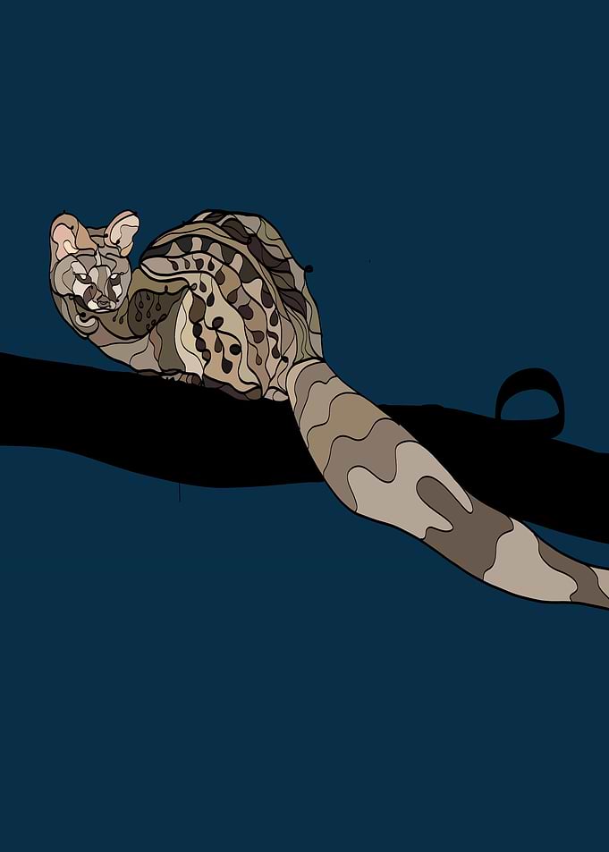 A common genet