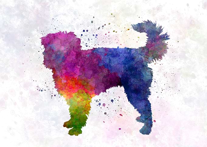Dutch Smoushond dog