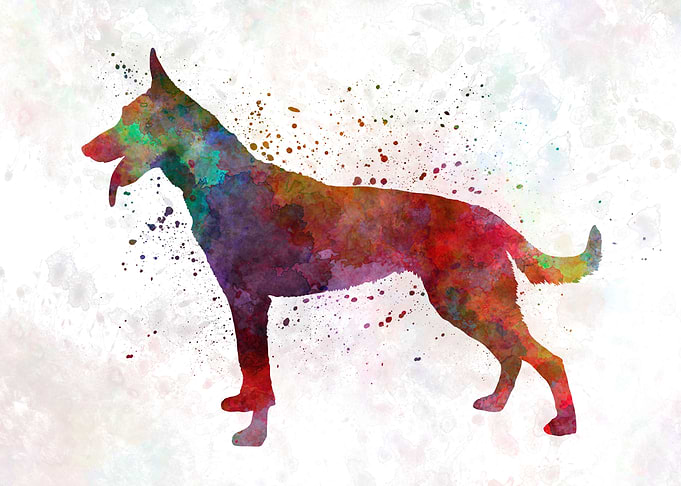 Dutch Shepherd Dog