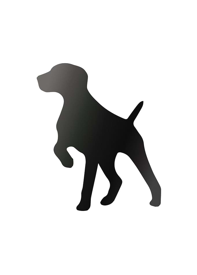 German Shorthair Pointer