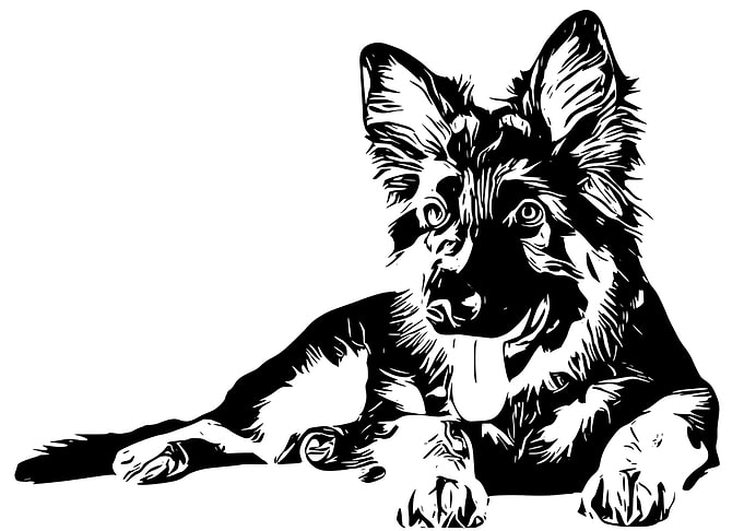 German Shepherd Puppy