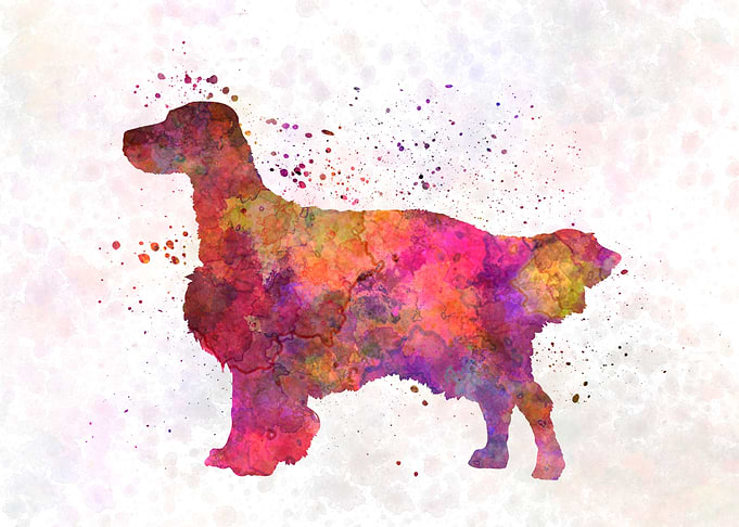 English Setter dog