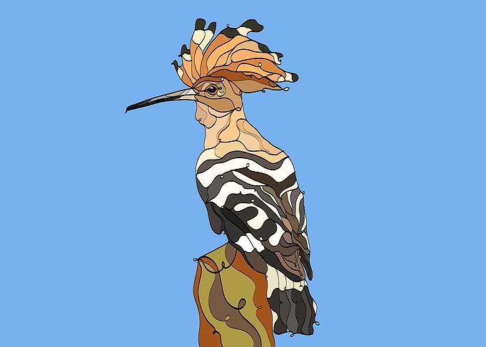 PUPUT Eurasian hoopoe