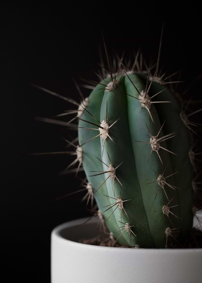 Cactus