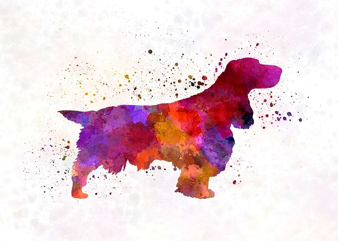 Field Spaniel dog