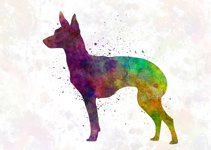 English Toy Terrier