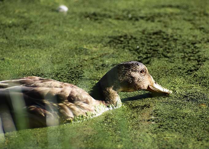 Female Mallard Duck