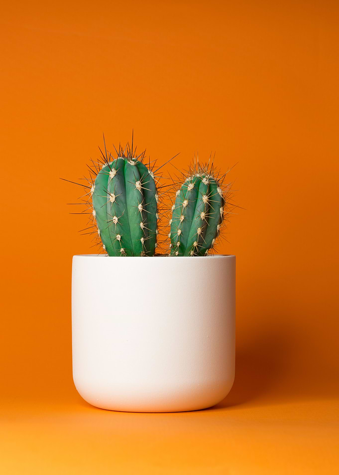 Succulent plant