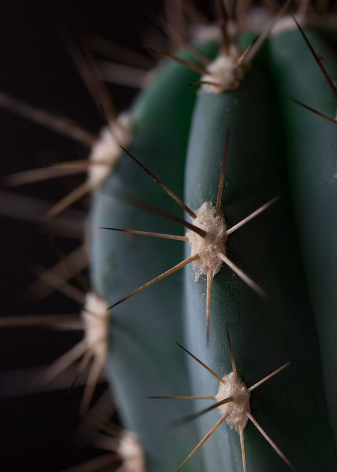 Cactus