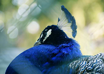 Resting Peacock Portrait