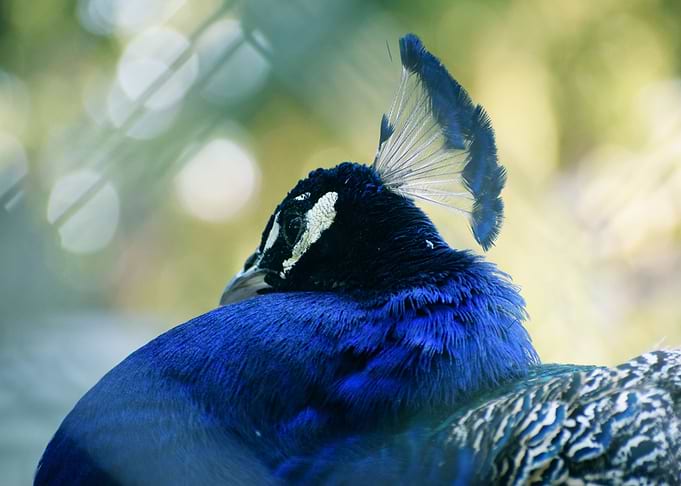 Resting Peacock Portrait