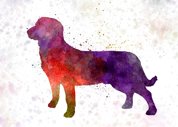 Entlebuch Cattle Dog