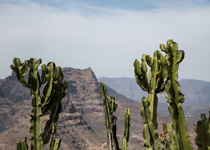 Cacti Mountain Dream 1