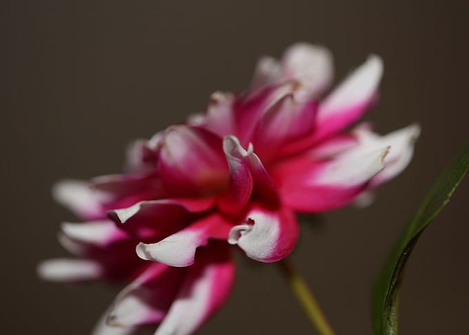 Dahlia flower blossoming