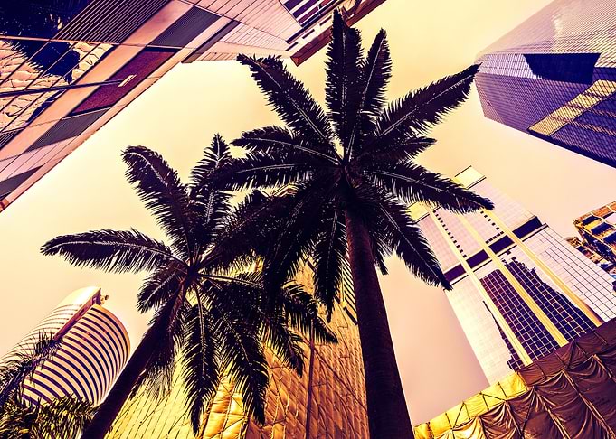 Palm Trees In The City