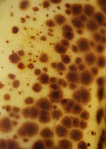Banana fruit skin close up
